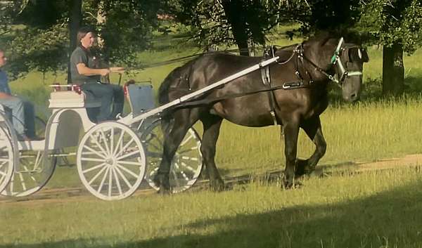 beginner-percheron-horse