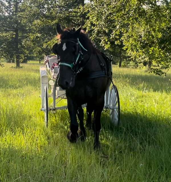 double-percheron-horse