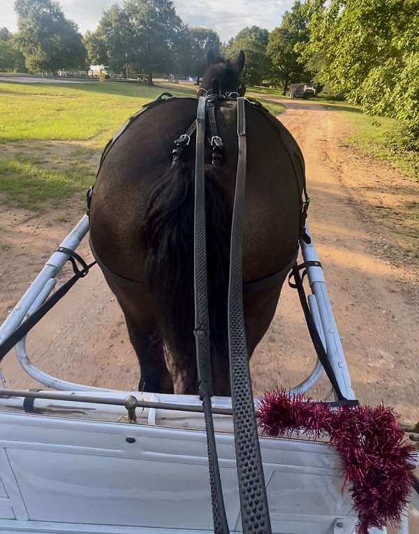 due-percheron-horse