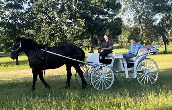 gaits-percheron-horse