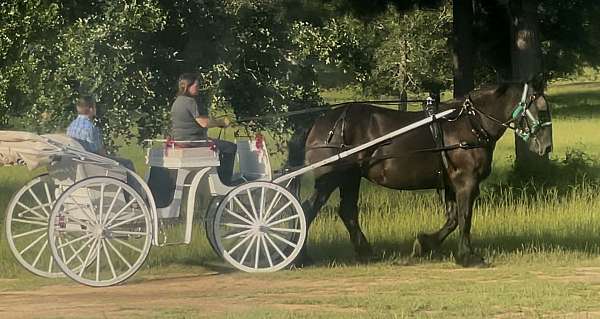 get-mare-pregnant-percheron-horse