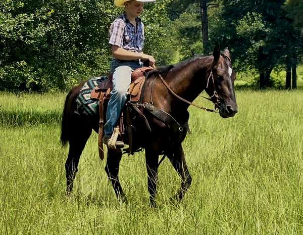 driving-morgan-horse