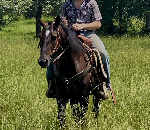 athletic-morgan-horse