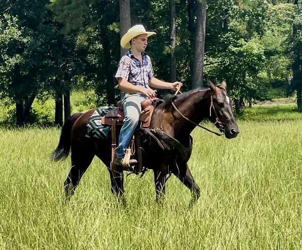 endurance-morgan-horse