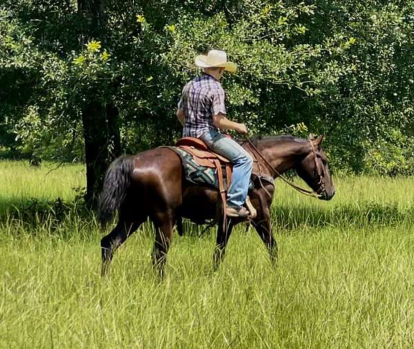 flashy-morgan-horse