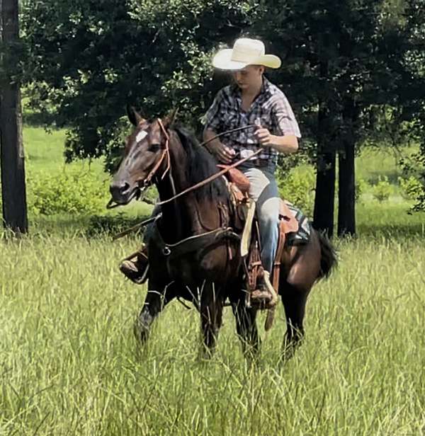 pack-morgan-horse