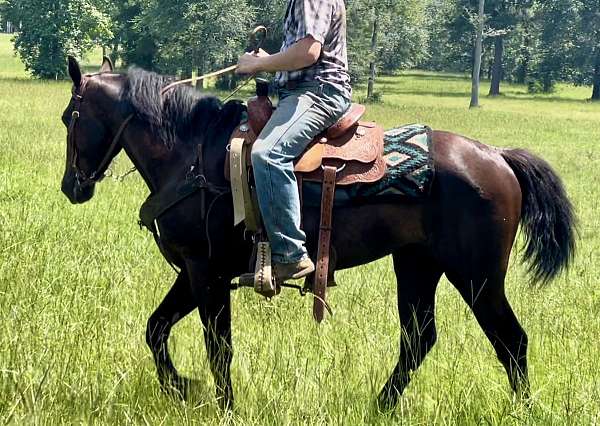 parade-morgan-horse