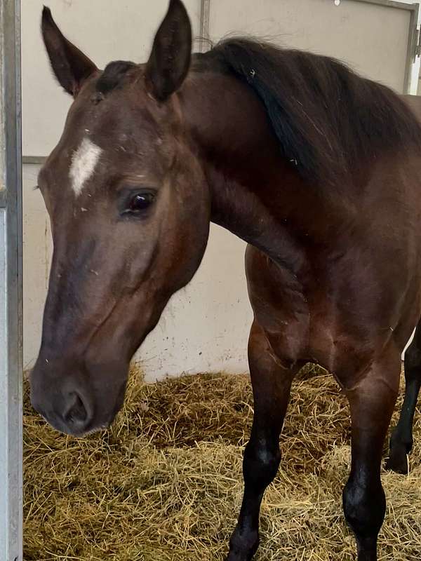 trail-morgan-horse