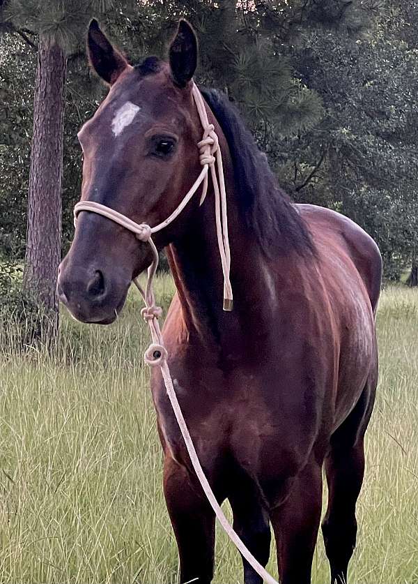 amish-trained-morgan-horse