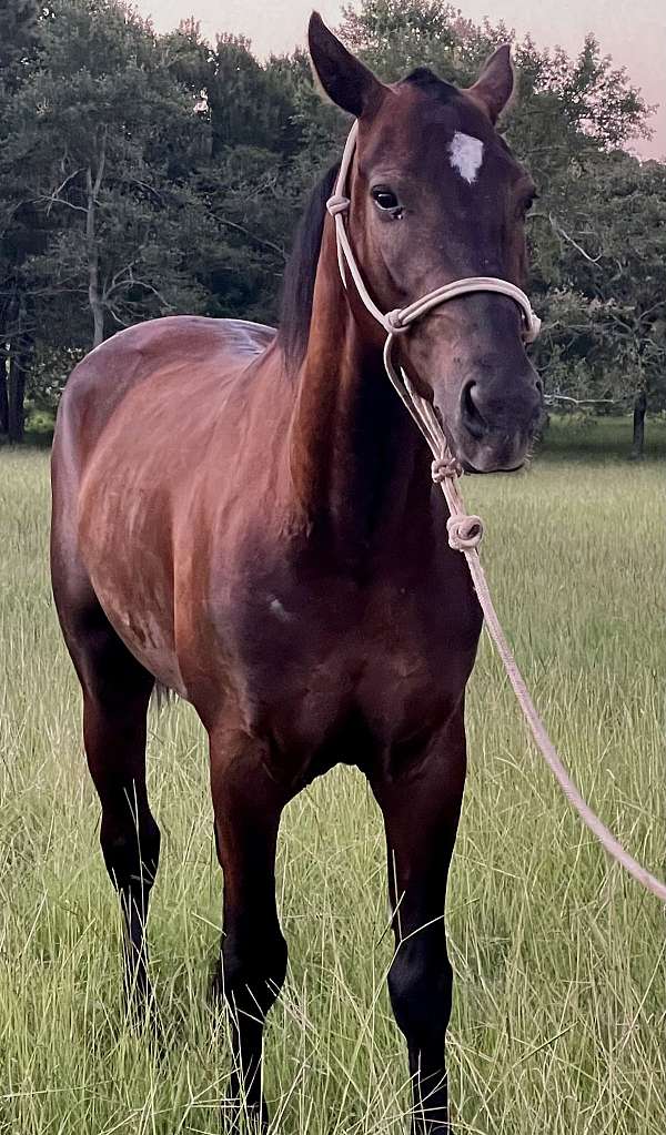 catch-morgan-horse