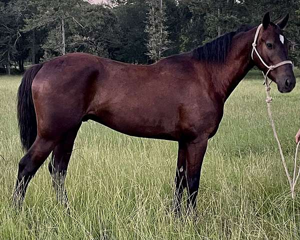 flowing-morgan-horse