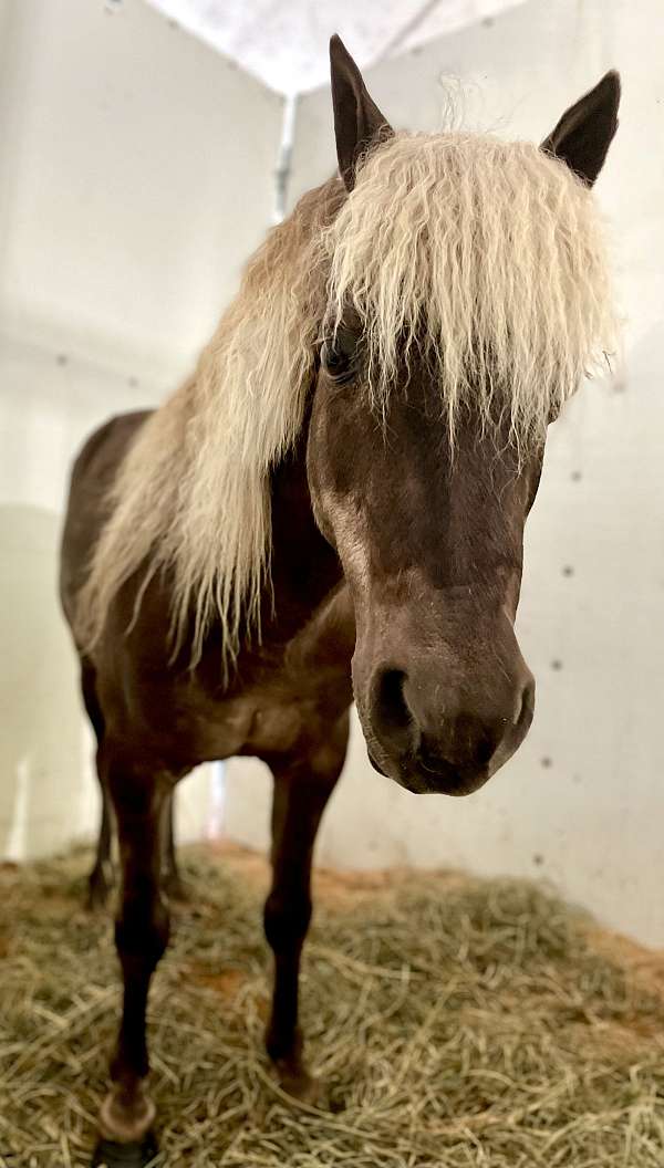 white-palomino-pony-gelding