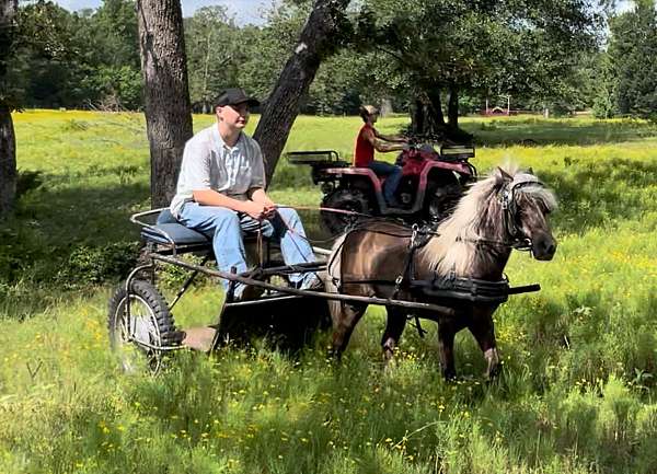 riding-driving-pony