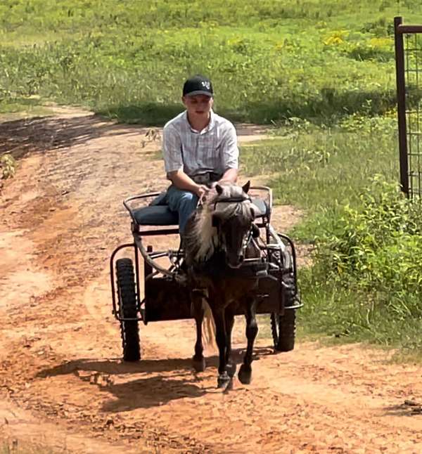 amish-broke-pony