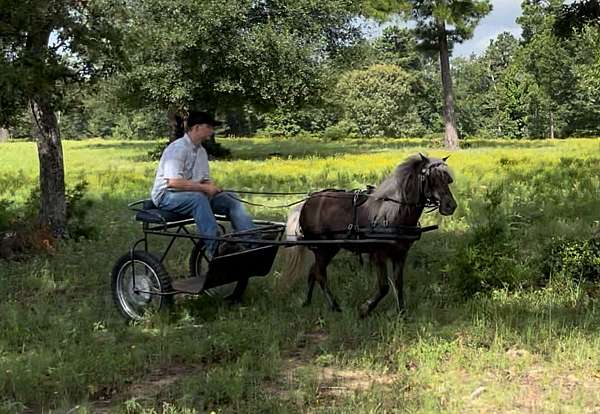 coco-gelding