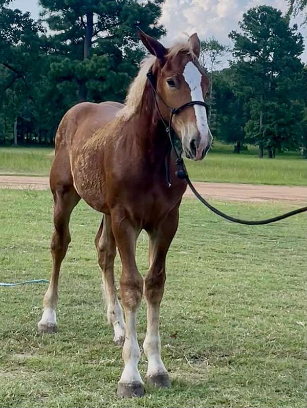 all-around-belgian-horse