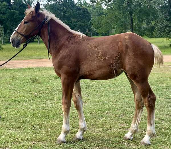 draft-belgian-horse