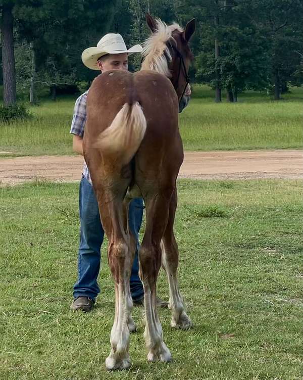 driving-belgian-horse