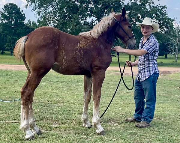 big-hipped-belgian-horse