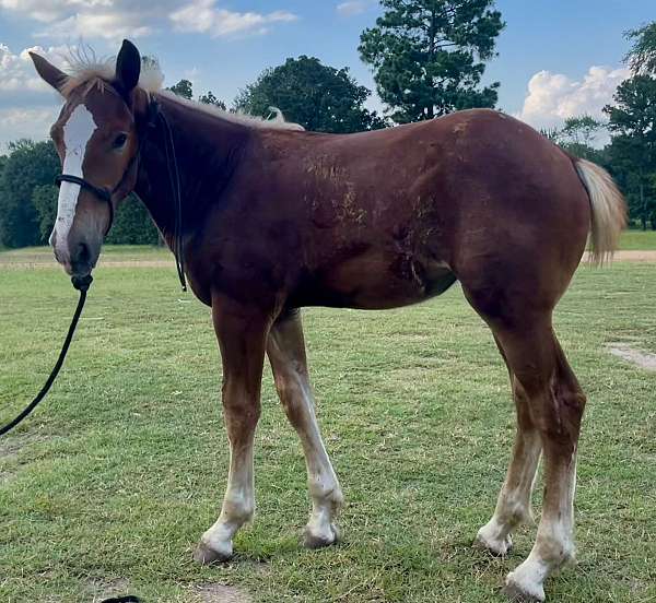 bone-belgian-horse