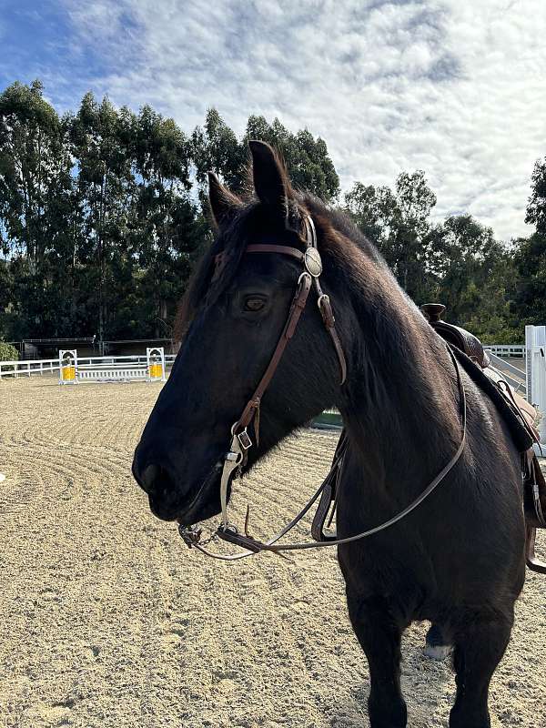 equitation-friesian-quarter-horse