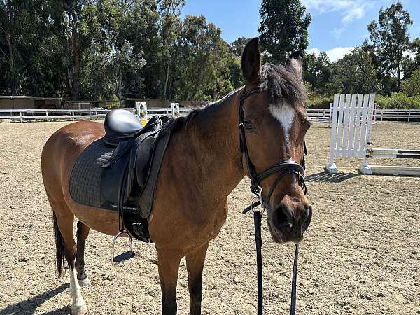 lateral-work-arabian-horse