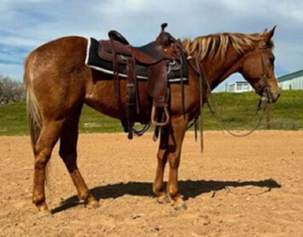 chestnut-ranch-trail-horse