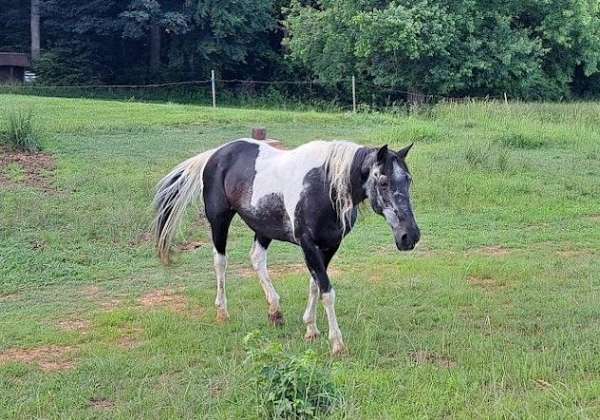 bargain-spotted-saddle-horse