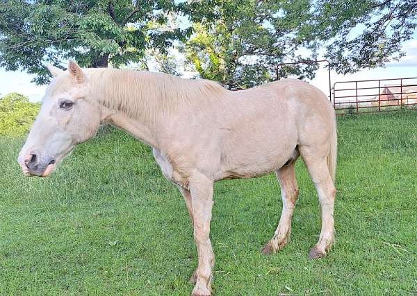 low-price-rocky-mountain-horse