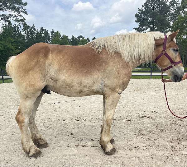 sorrel-belgian-gelding