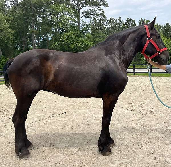 black-percheron-mare