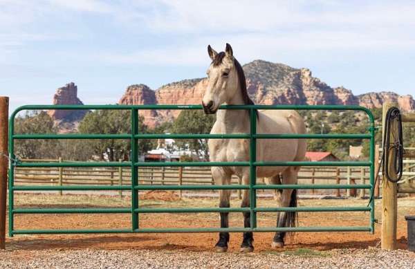 athletic-quarter-horse