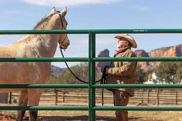 longe-line-quarter-horse