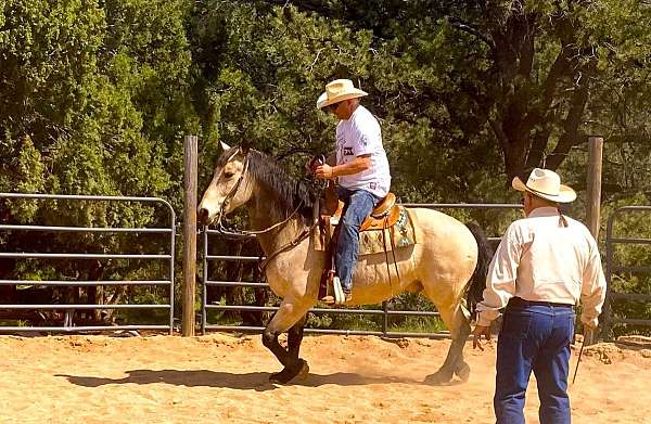 natural-horsemanship-training-quarter-horse