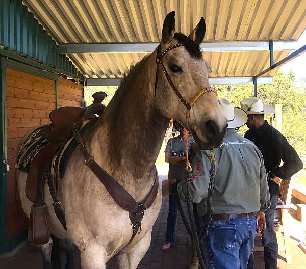 trail-riding-quarter-horse