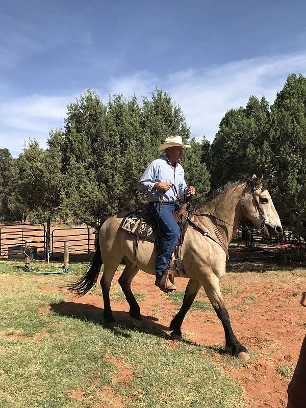 buckskin-quarter-horse-gelding