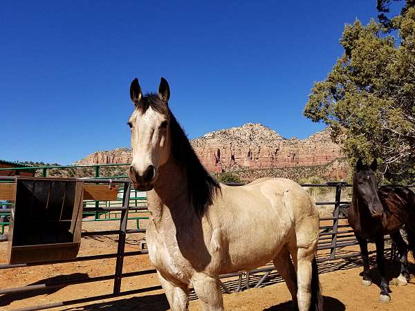 buckskin-athletic-horse