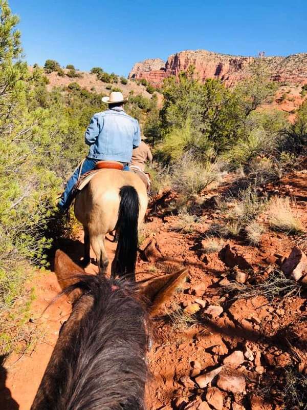 buckskin-horsemanship-horse