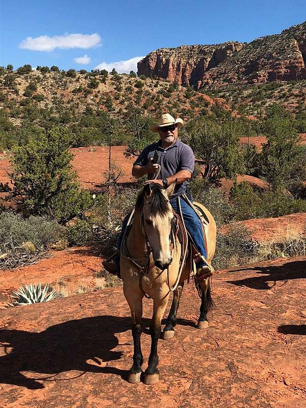 buckskin-natural-horsemanship-training-horse