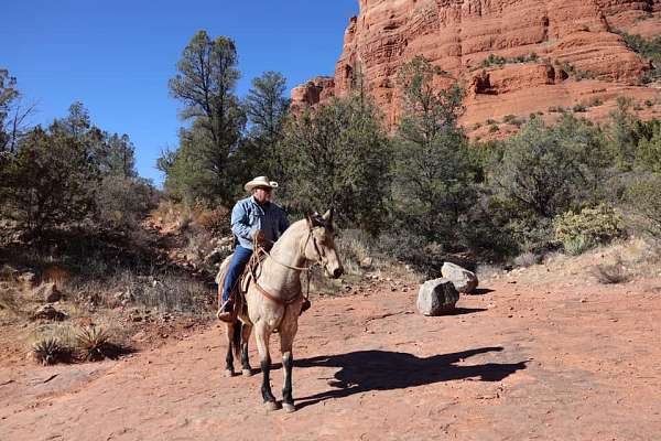 buckskin-trail-riding-horse