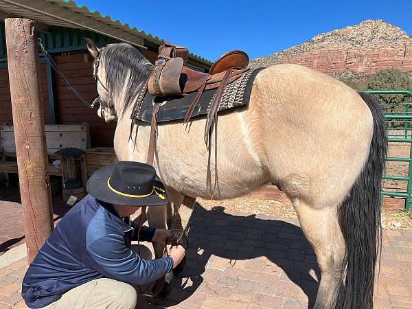 buckskin-western-riding-horse