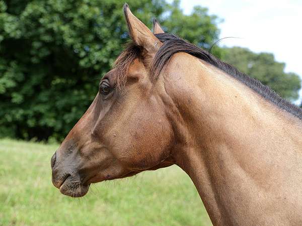 broodmare-thoroughbred-horse