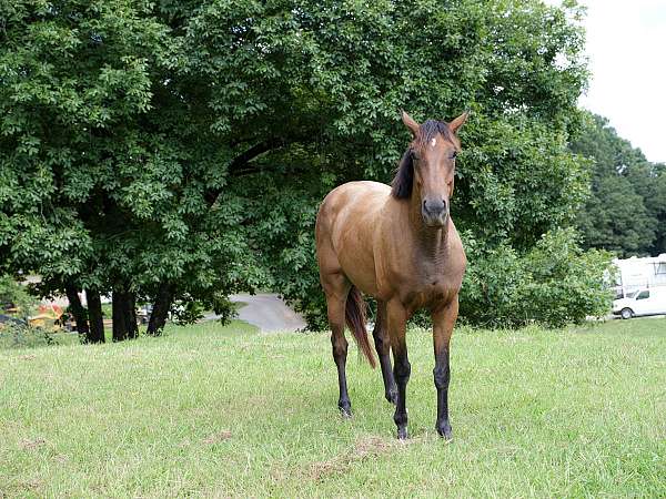 beautiful-mover-thoroughbred-horse