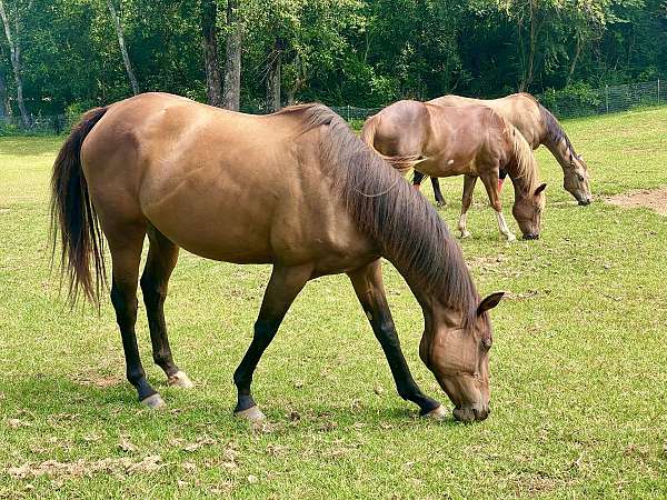 broodmare-prospect-thoroughbred-horse