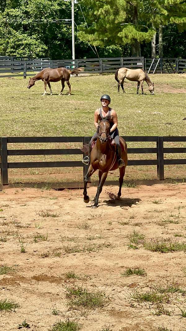 canter-thoroughbred-horse