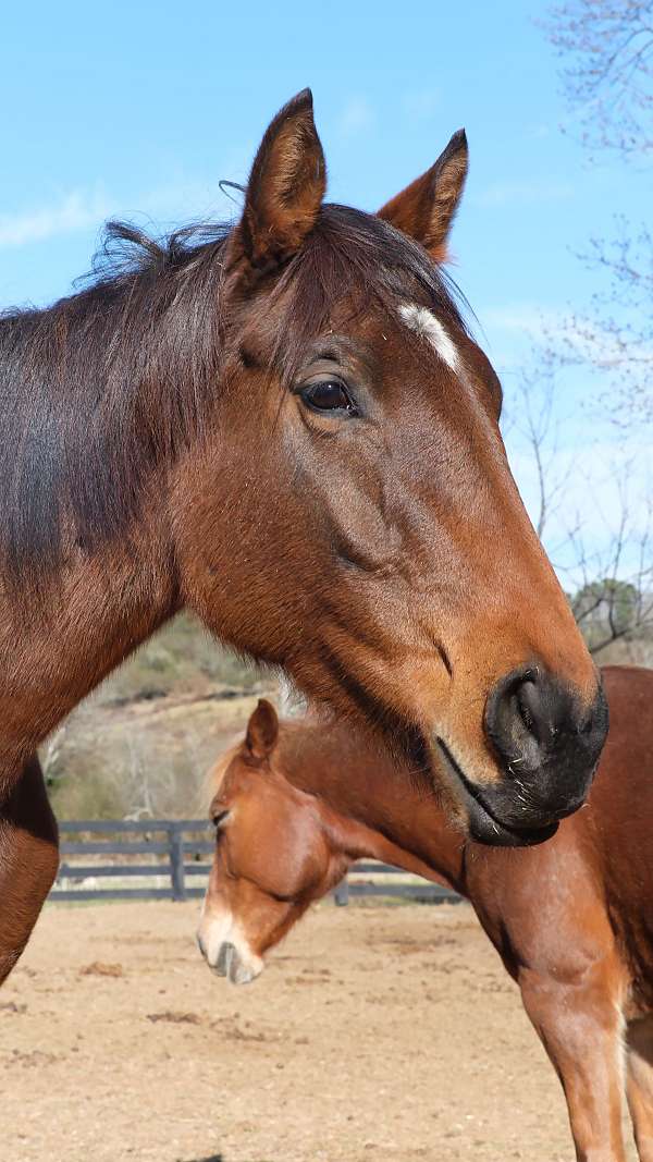 easy-thoroughbred-horse