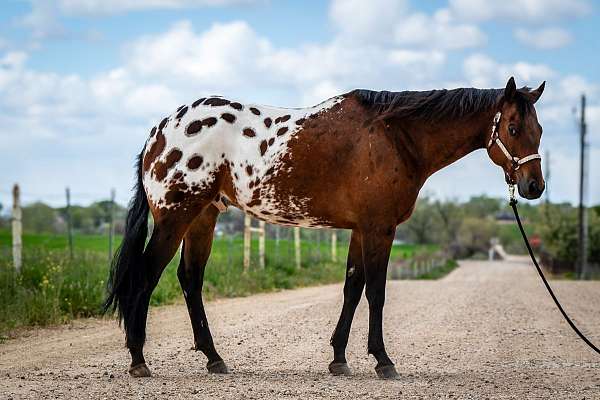 bay-with-blanket-appaloosa-horse