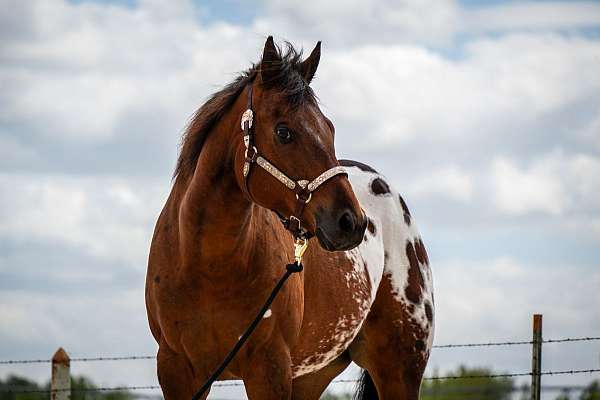 bay-with-blanket-horse