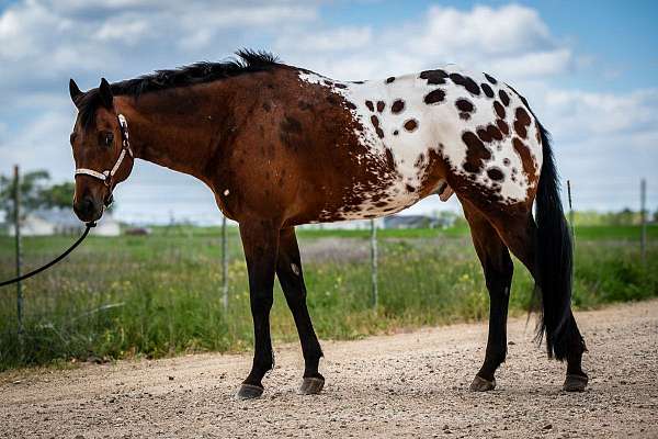 bay-with-blanket-gelding