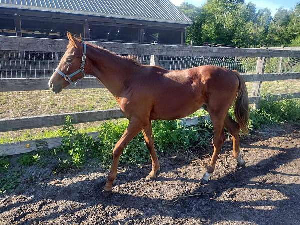 two-white-sox-on-rear-legs-star-blaise-horse